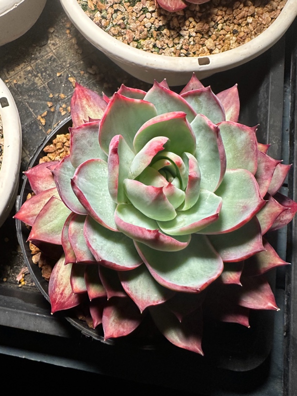 程成多肉植物惊鸿仙子