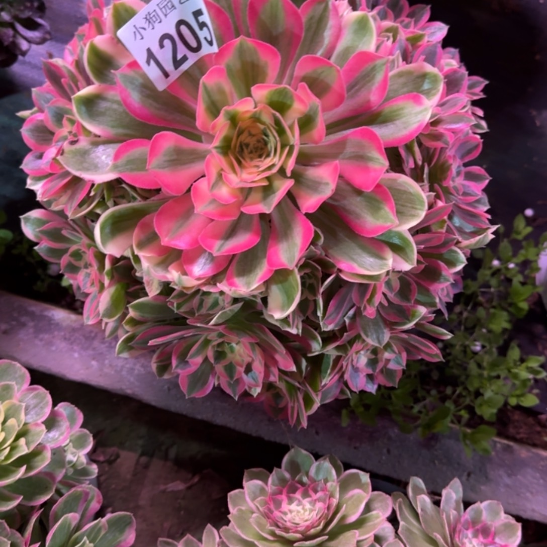 0***0花样年华多肉植物1205