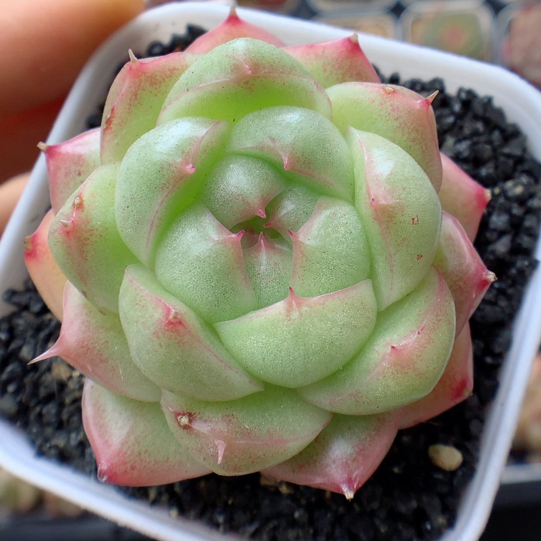 多肉植物。 麦秆5