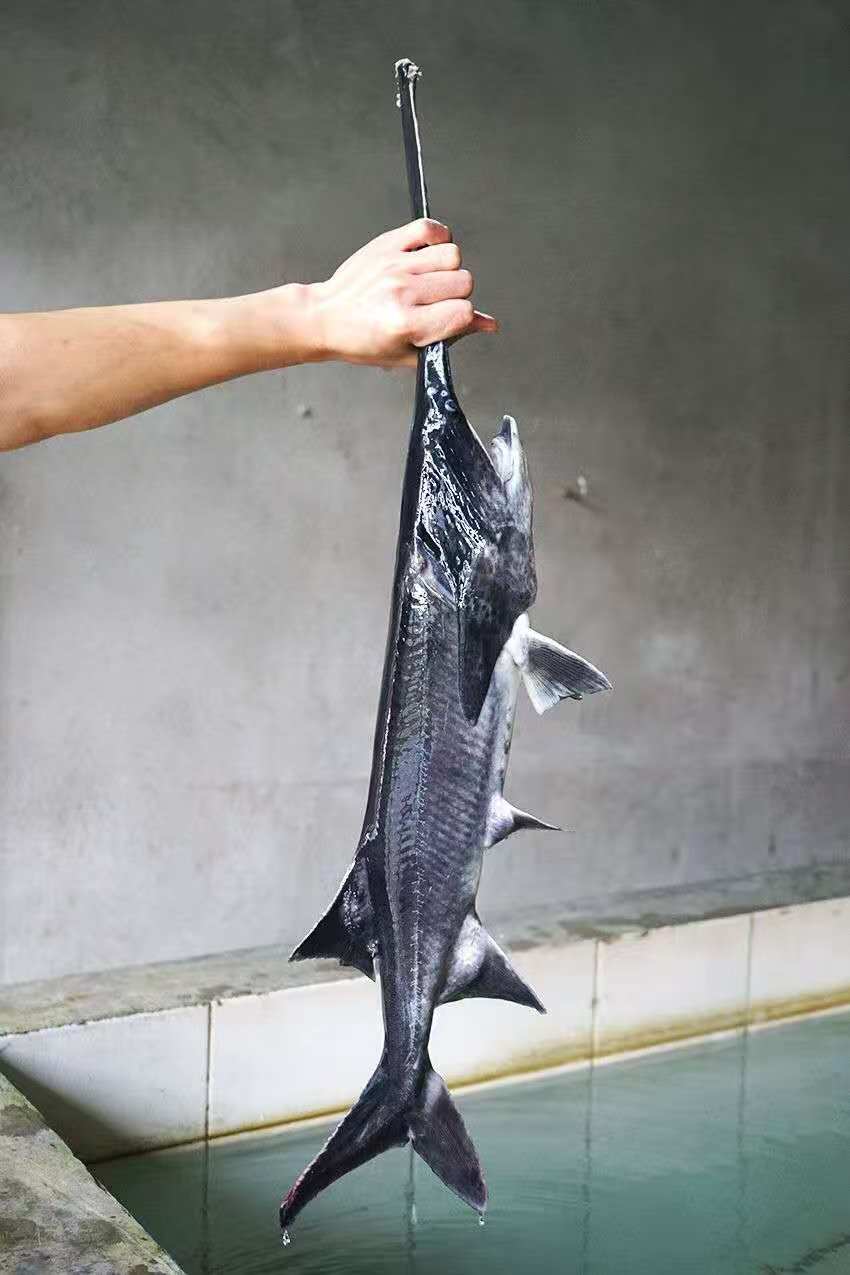 鸭嘴鱼30厘米左右鱼塘鱼岗养殖冷水活体鱼