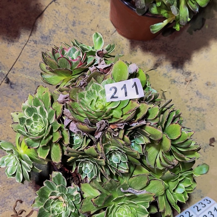 211莲花多肉植物处理不售后