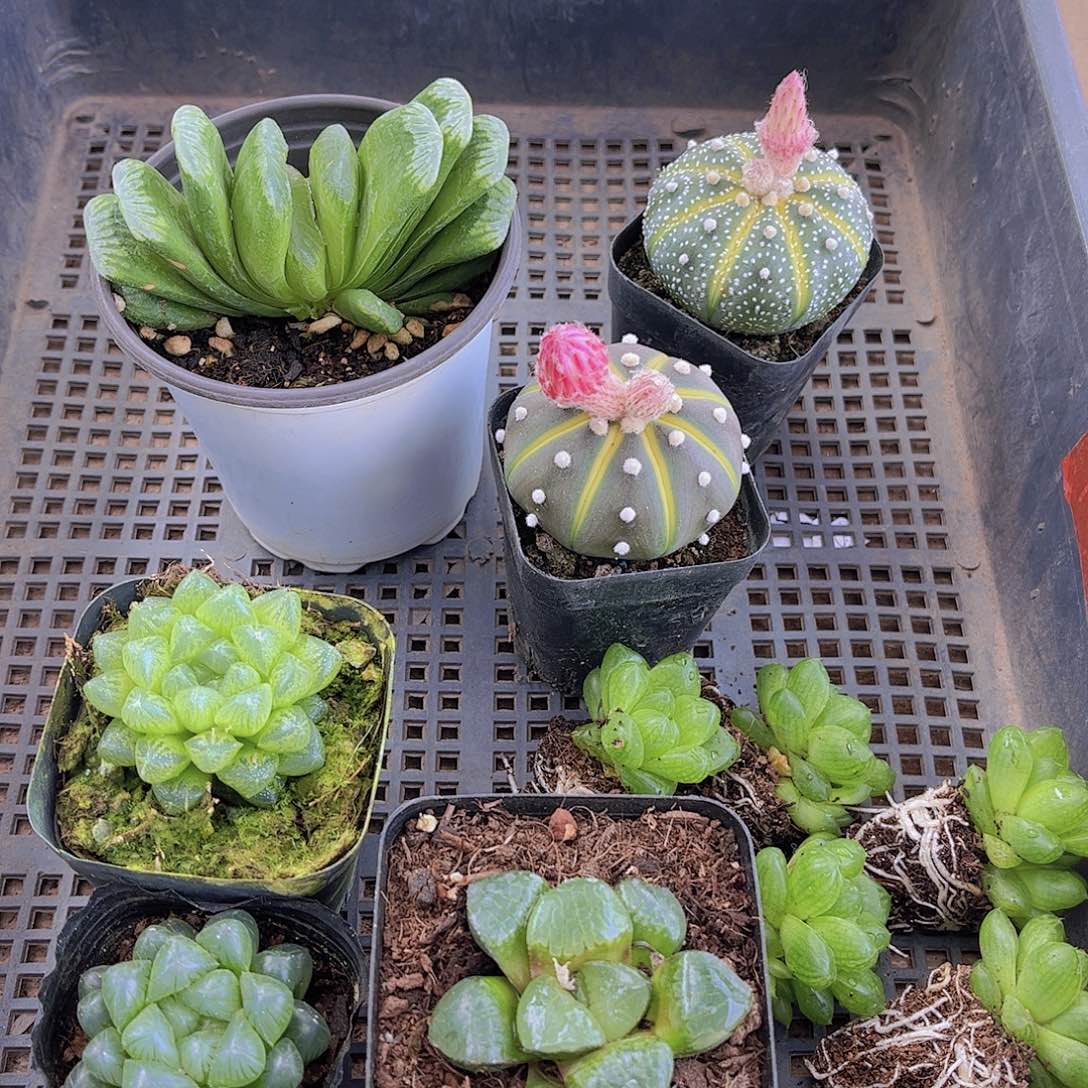 多肉605多肉植物