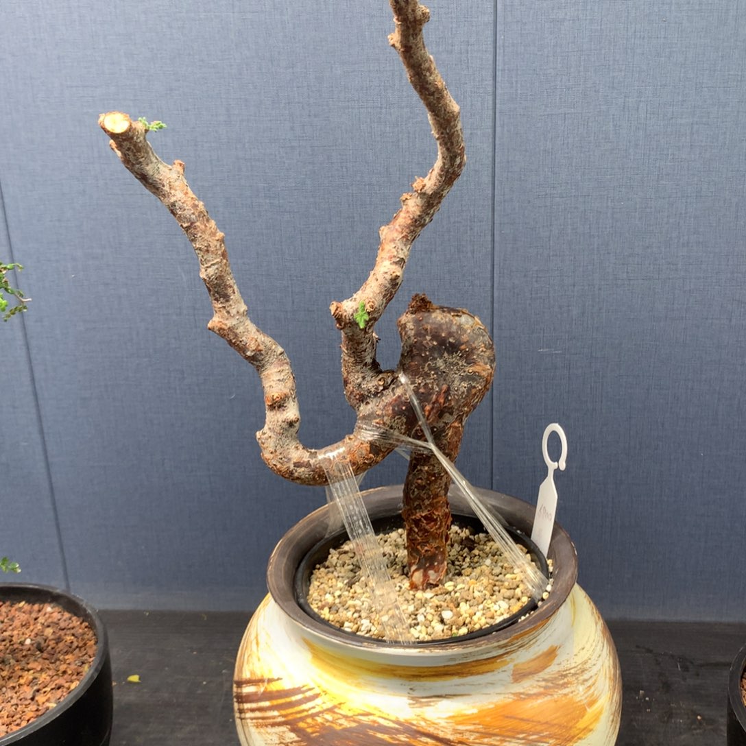 滔天橄榄产地熟桩