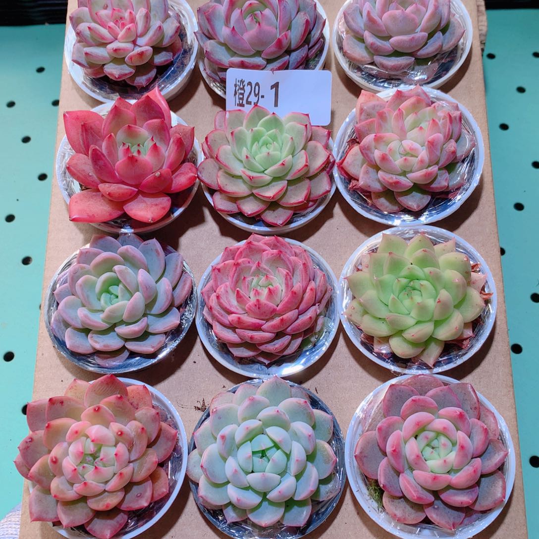 29-1一物一拍多肉带盆18颗