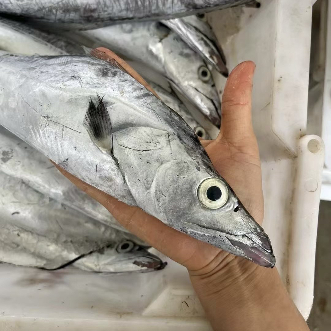 正宗舟山小眼睛带鱼 雷达网油带鱼整条发货顺丰包邮