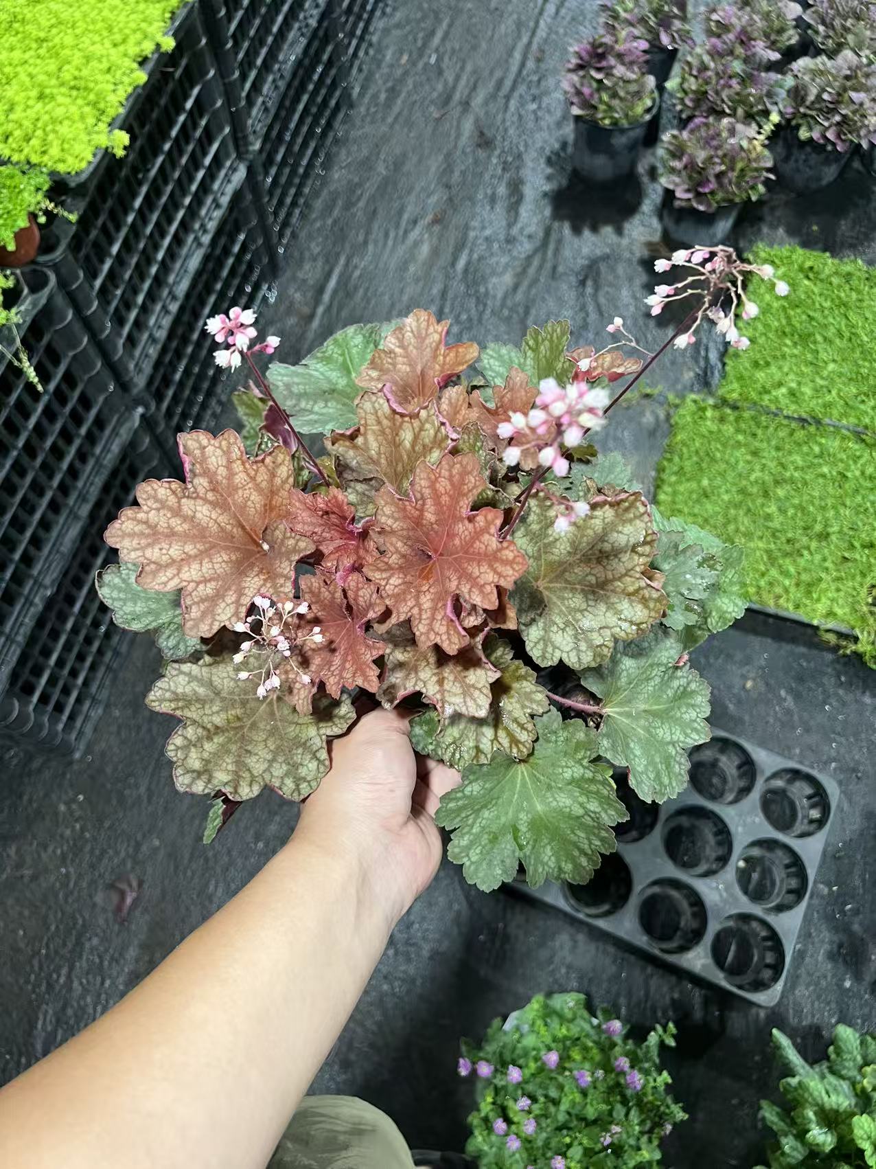 【里奥1加仑】阳台花园庭院宿根耐寒四季观叶花园调色彩叶