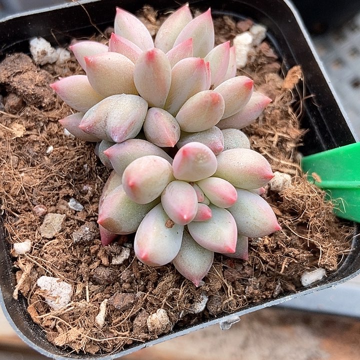 多肉植物虞美人1927