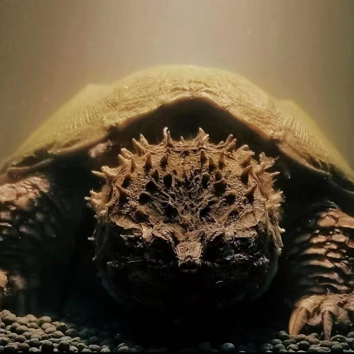 活体宠物乌龟纯种佛鳄小乌龟测试链接