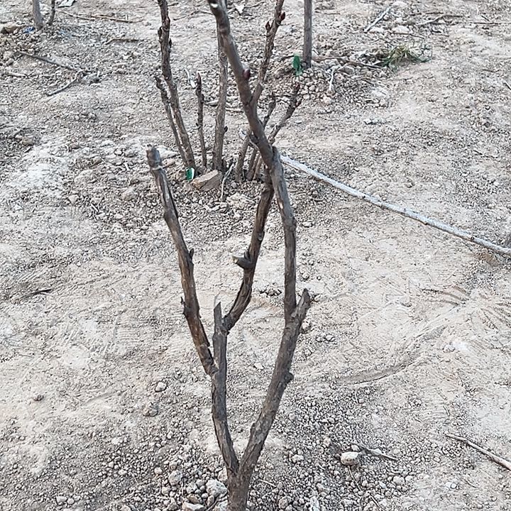 周***洲完全开放首安红中颗