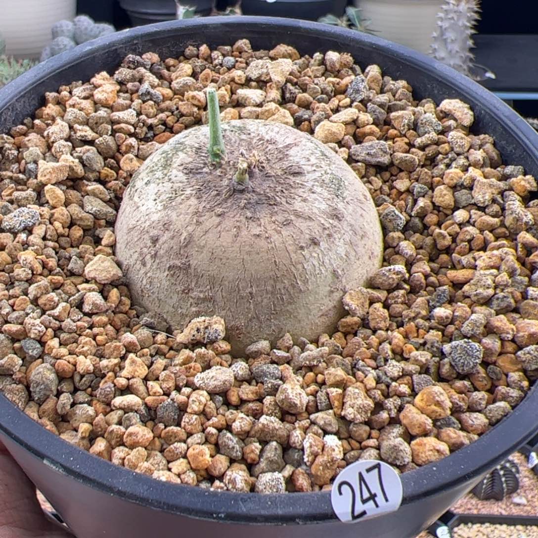 彩叶西番莲5.5一物一拍247