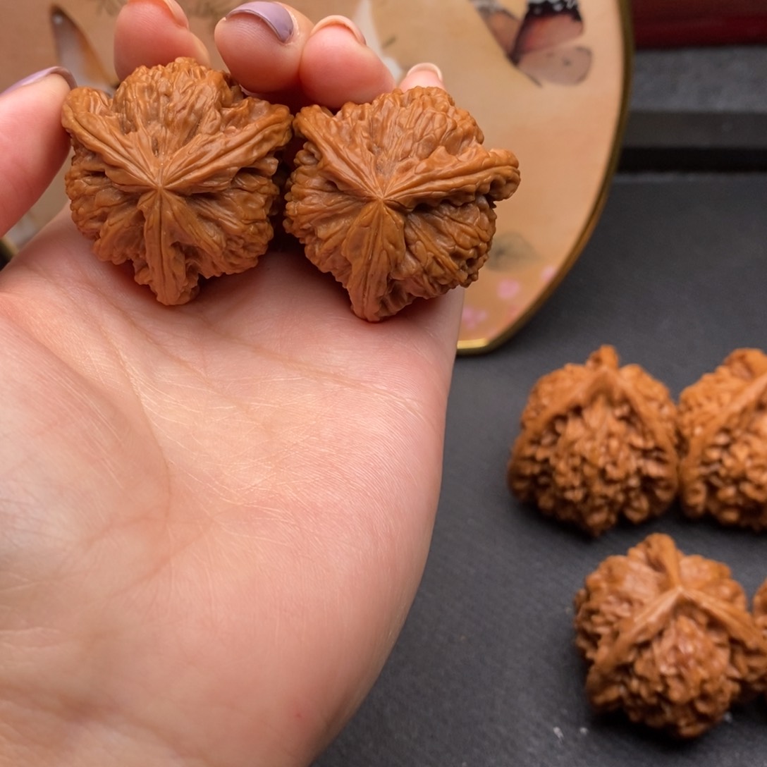 大*白狮子111111111