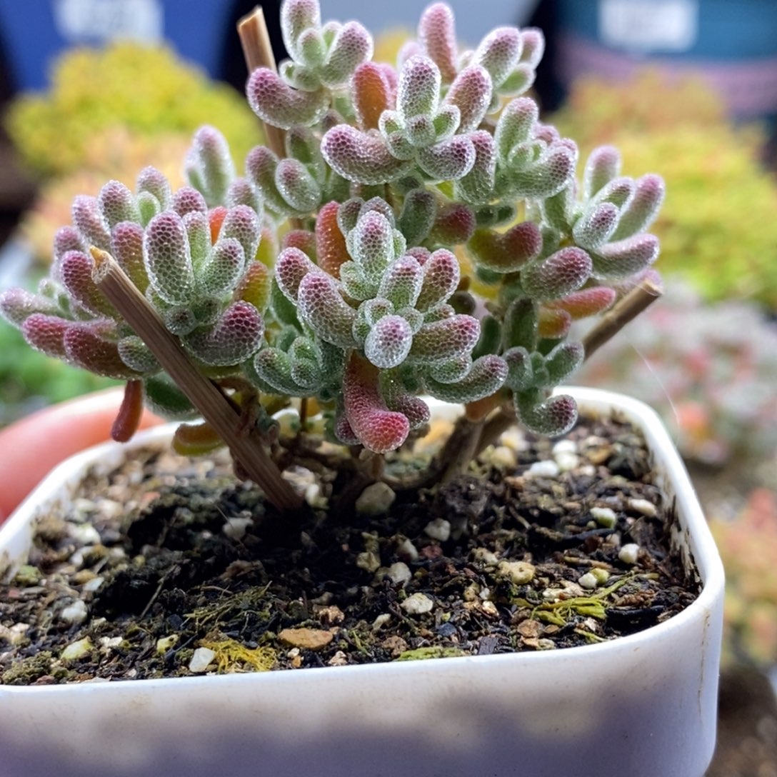 八***山794冰晶 。          