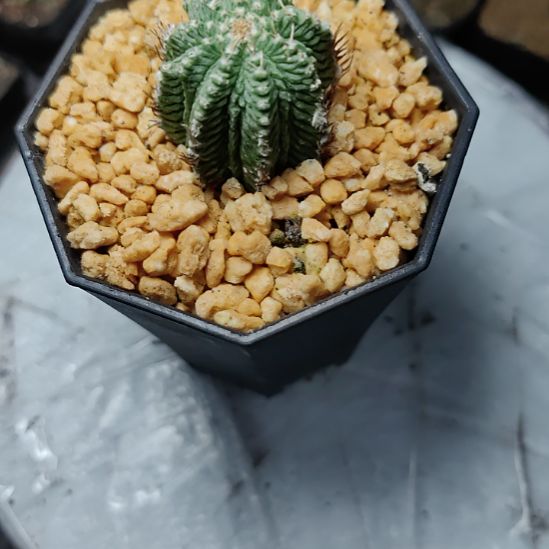 腾****自根老花笼带盆发货