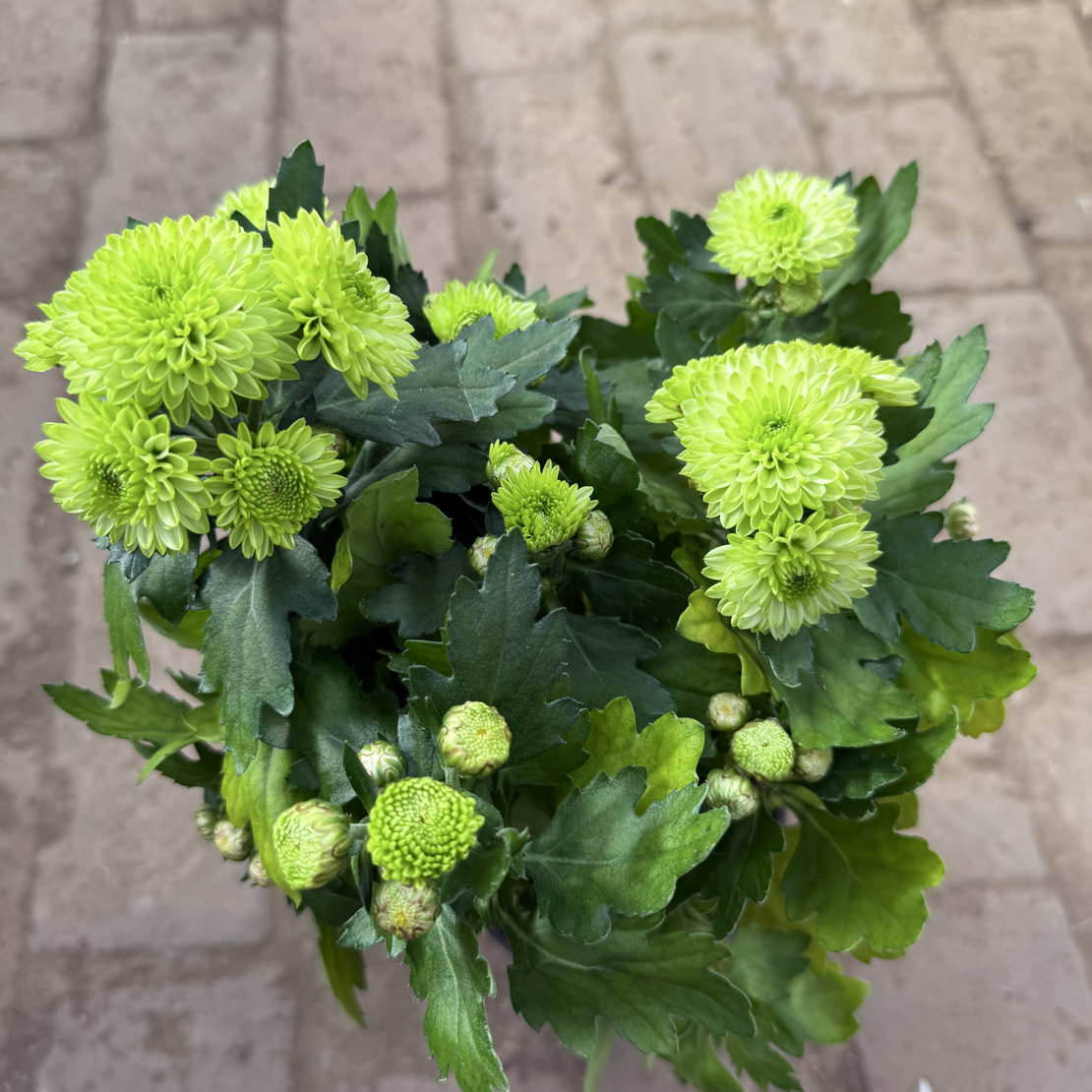 绿色菊花盆栽好养植物