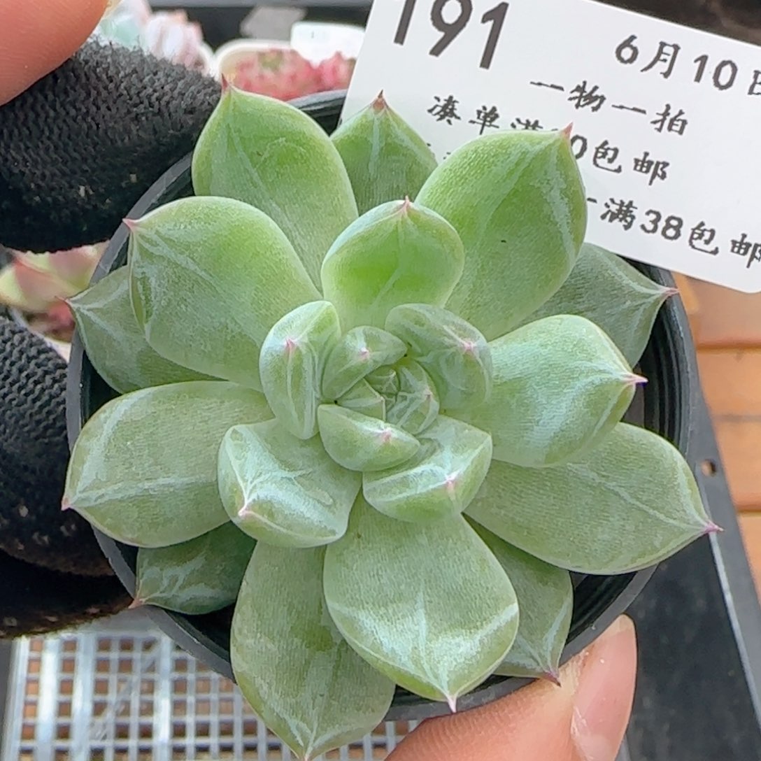 0610-191雪花珍妮
