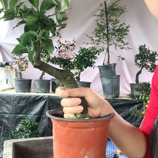 无花朵红肌玉。   