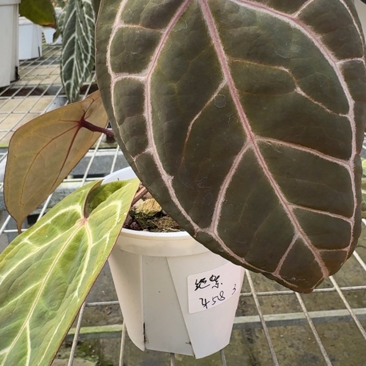 完全开放3号绝紫花烛