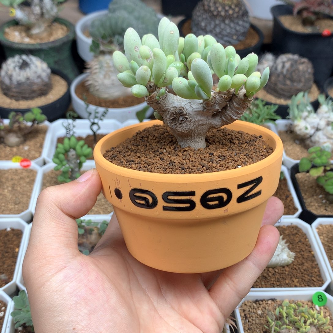 卡拉菲厚敦菊母本带盆