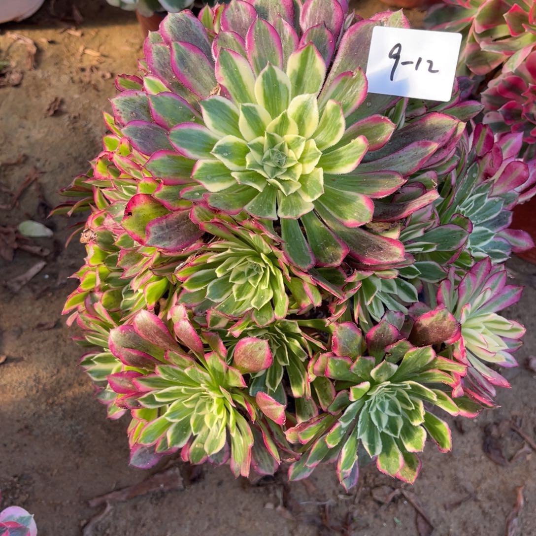 12-9-12天和法师锦