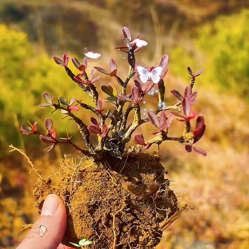 各种型状金花小檗绿植盆景