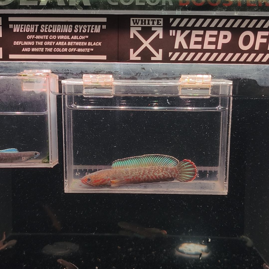 雷龙鱼。。。。。。。。。。。。