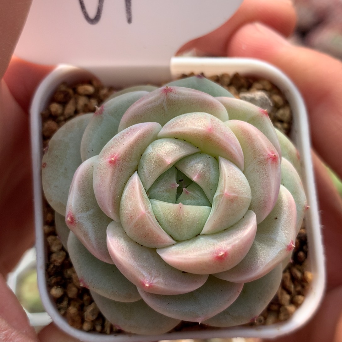 白糯透珍妮单头67多肉植物