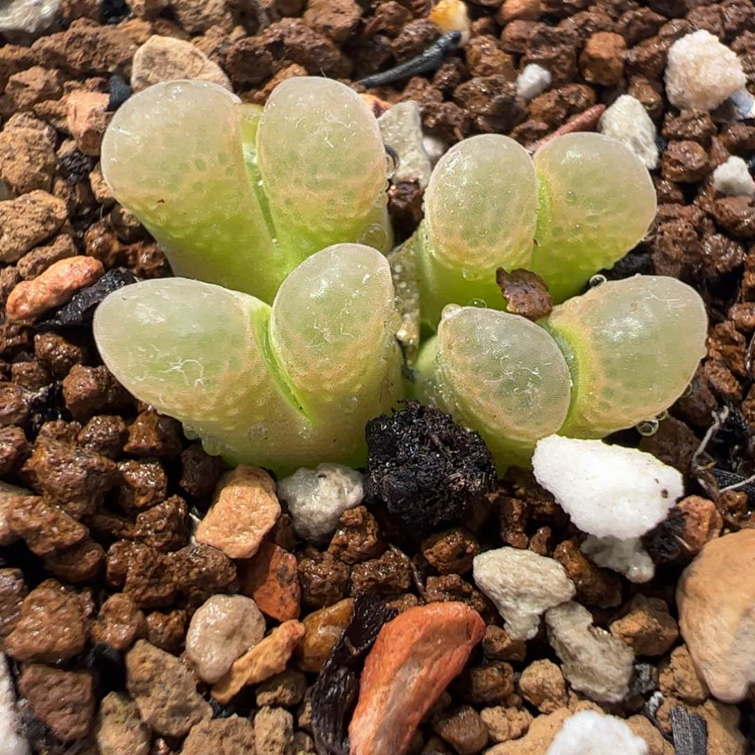 633多肉植物百科