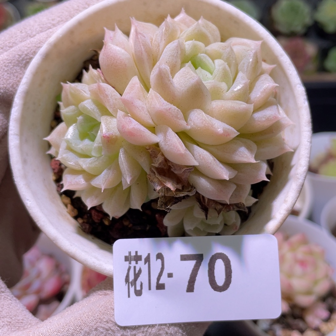 花利美12-70麦秆群