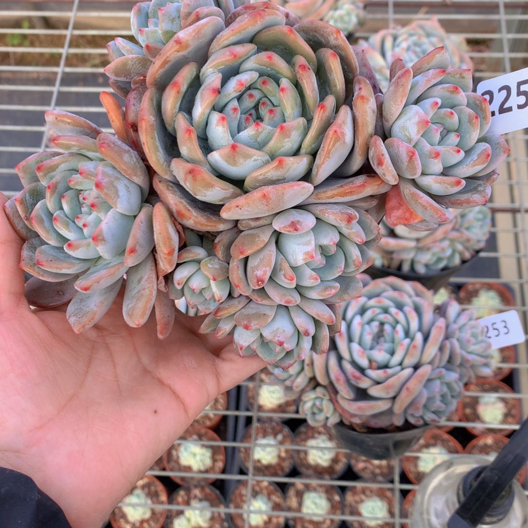 2250多头在北京奥运会期间专门写