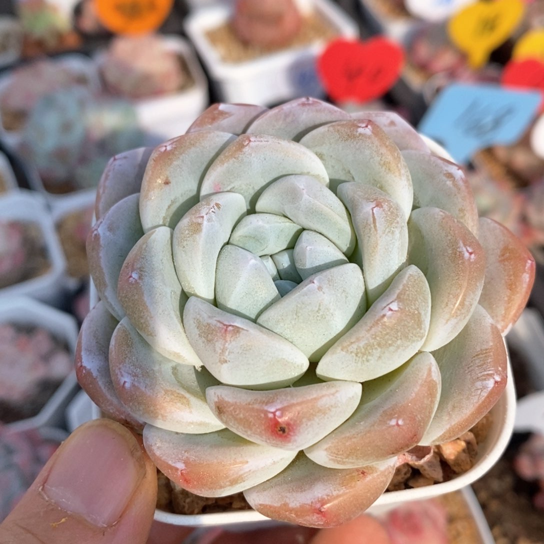 精品多肉一物一拍不包整139