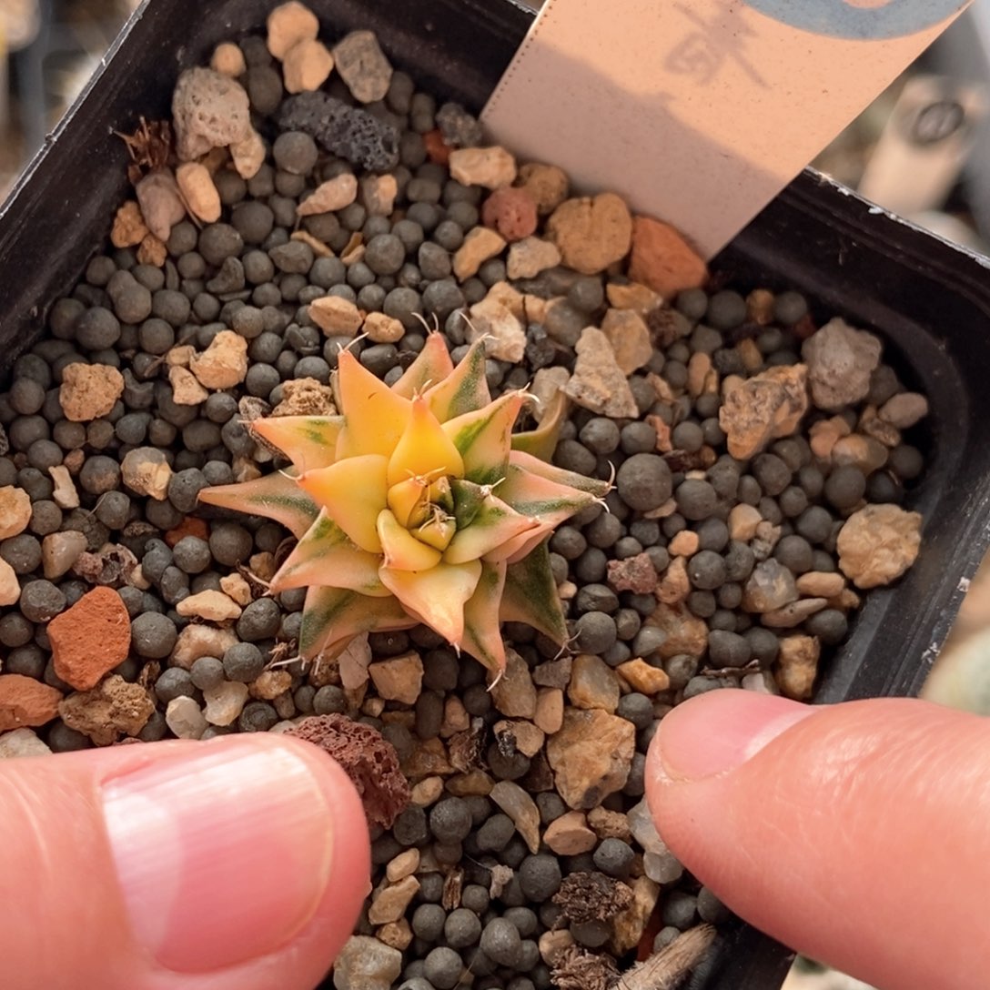 实生精品帝冠锦2.8cm