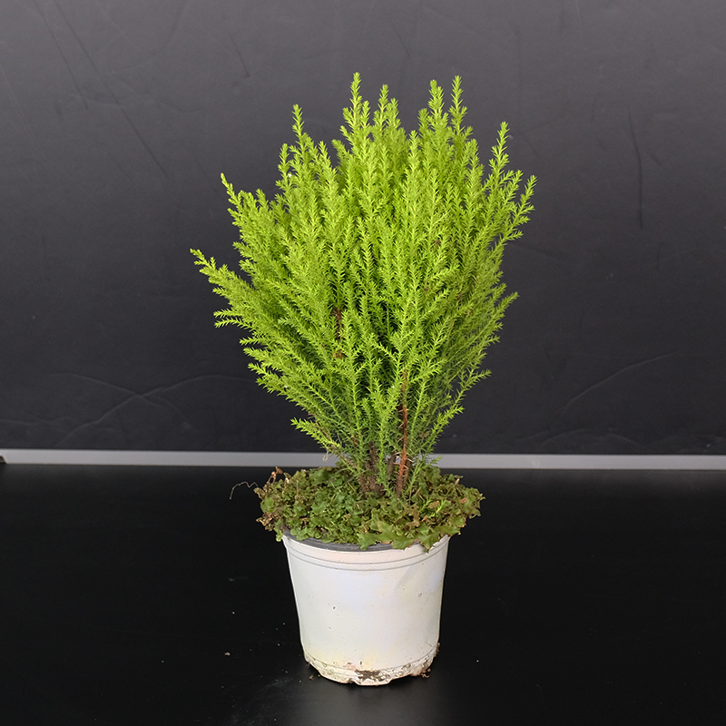 王的森林【小香松圣诞树】绿植盆栽有清新柠檬香适合室内桌面摆放