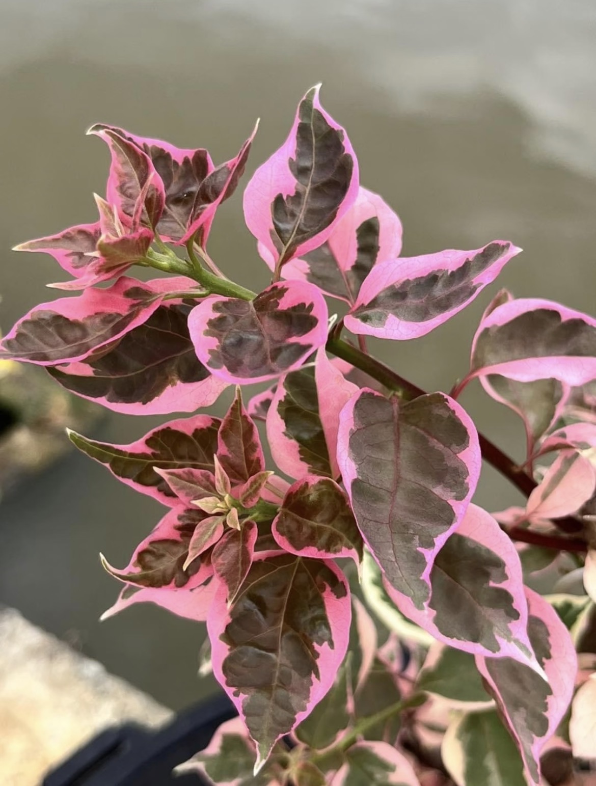 {龙血 宝石} 嫁接盆苗 爬藤飘枝垂吊