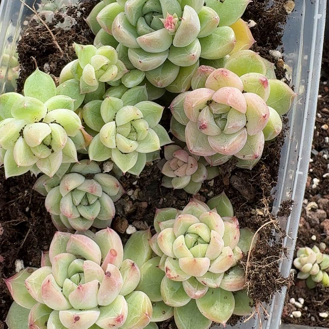 杂交新品珍妮多肉966