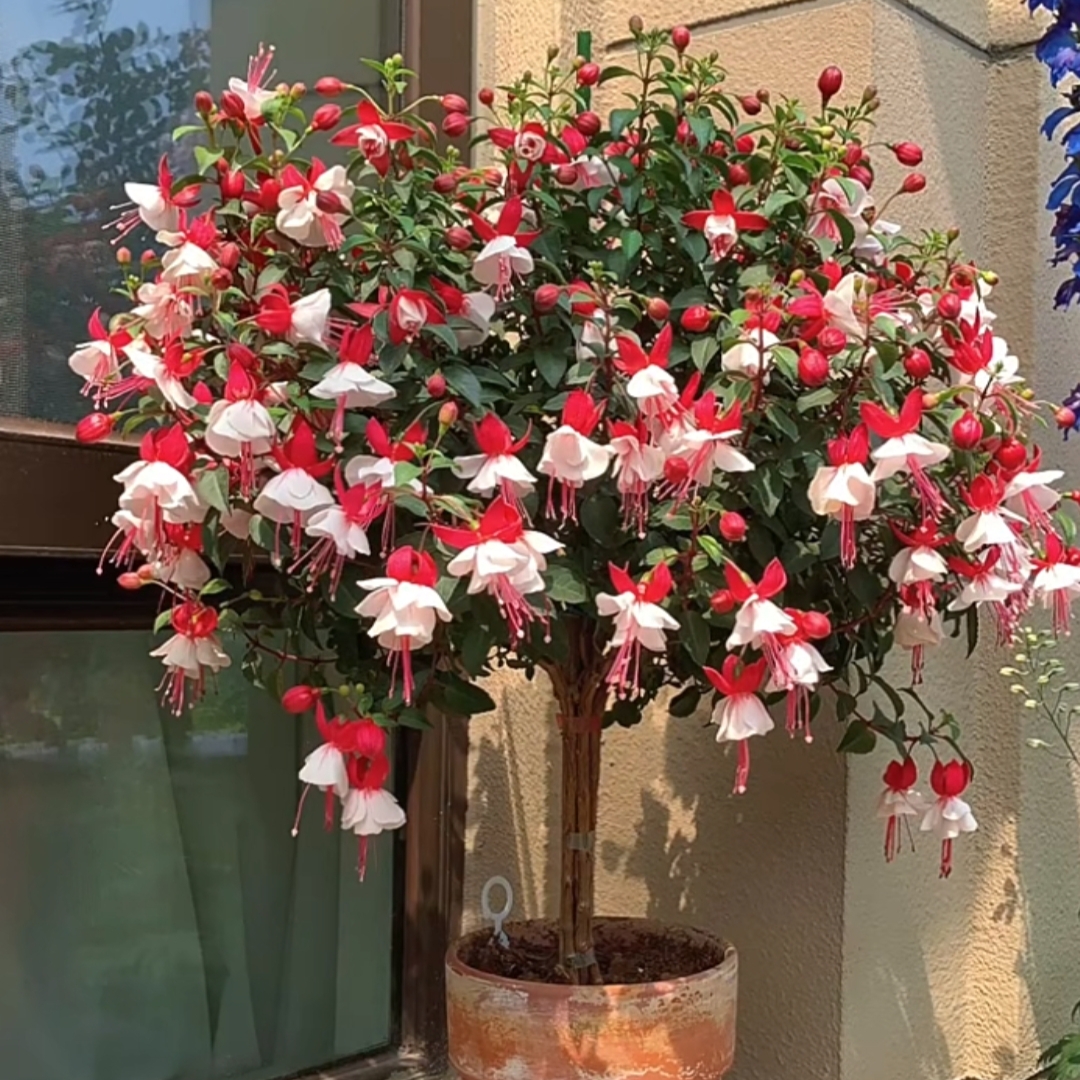 倒挂金钟棒棒糖盆栽带花苞重瓣大花老桩灯笼花四季开花卉盆栽植物