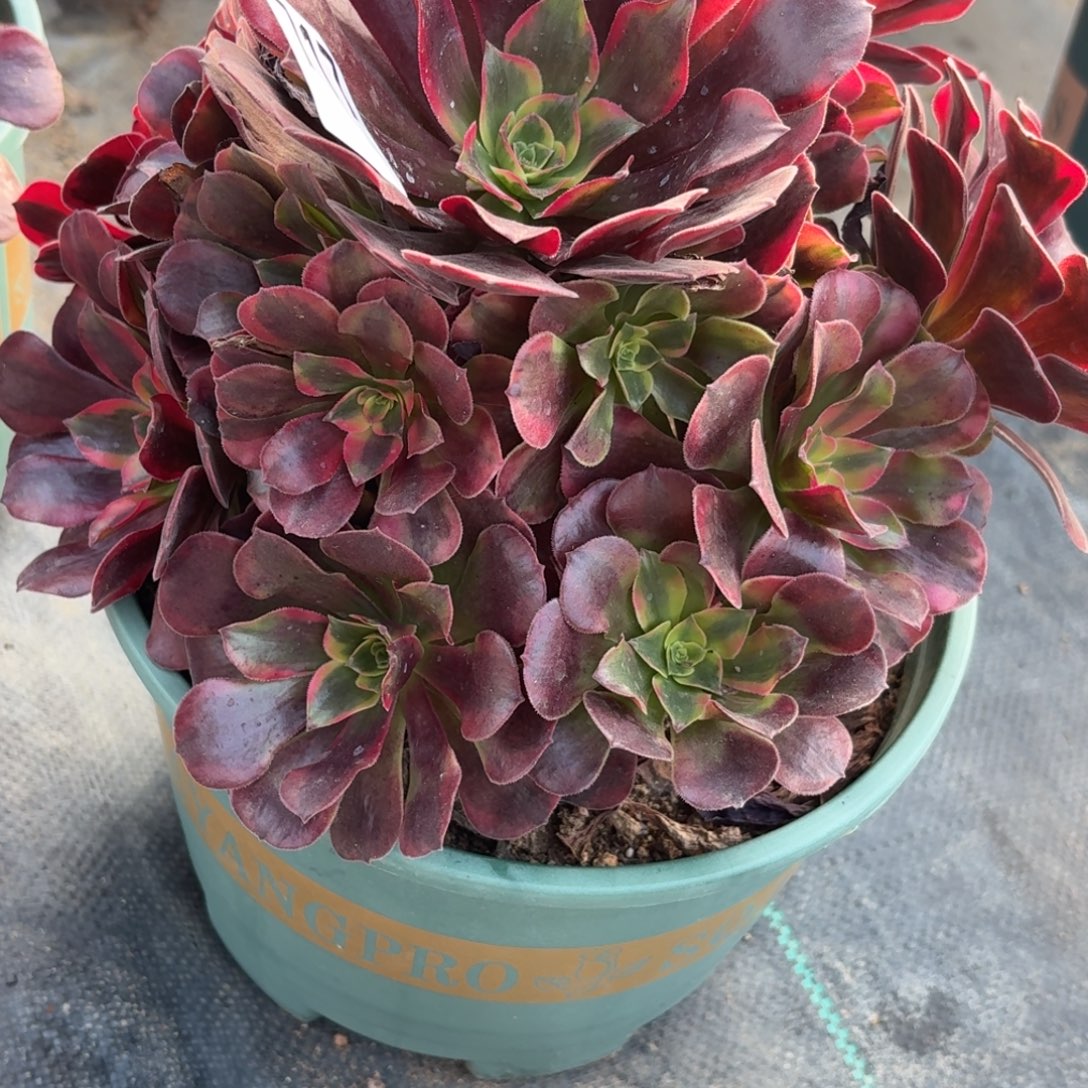 717美杜莎多肉植物福利