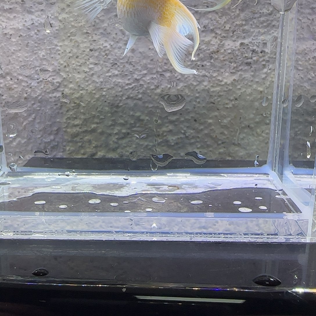 黑玛丽鱼黄金红眼。49号