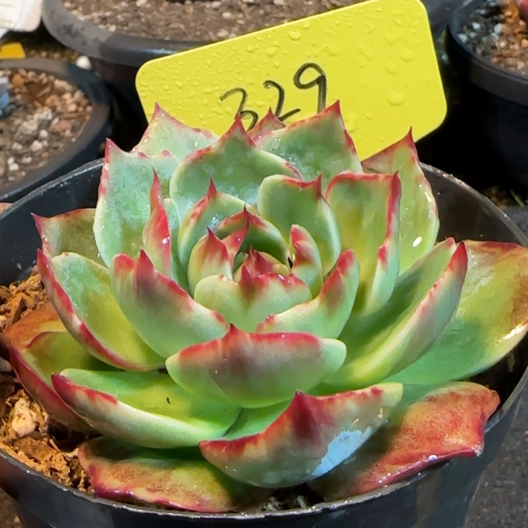 惊鸿一物一拍包装收缩花旱329