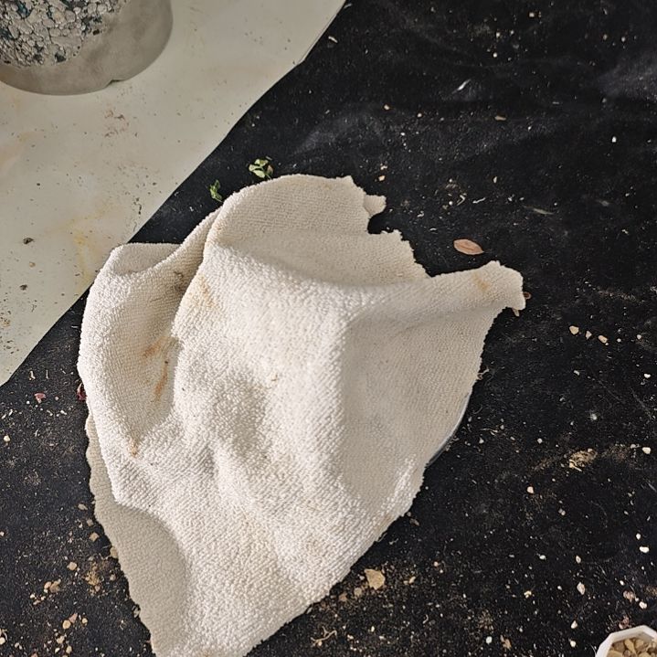 一物一拍，老家缀分株！