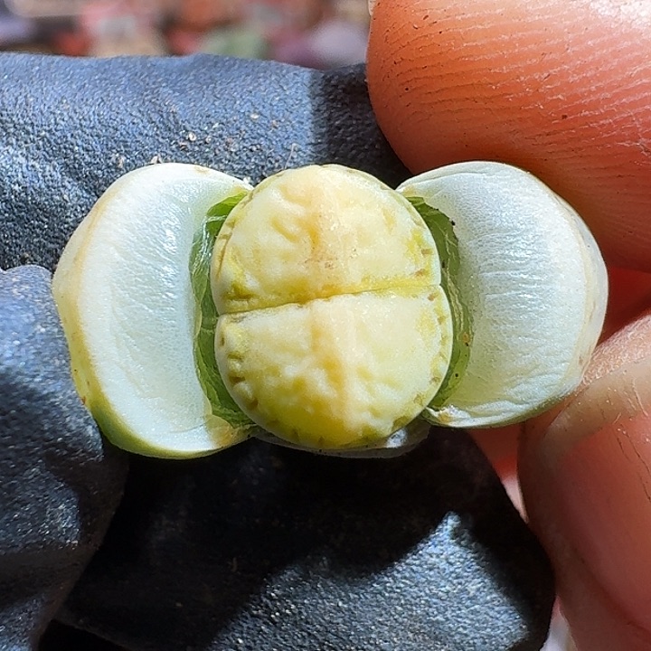 生石花233:：。 389