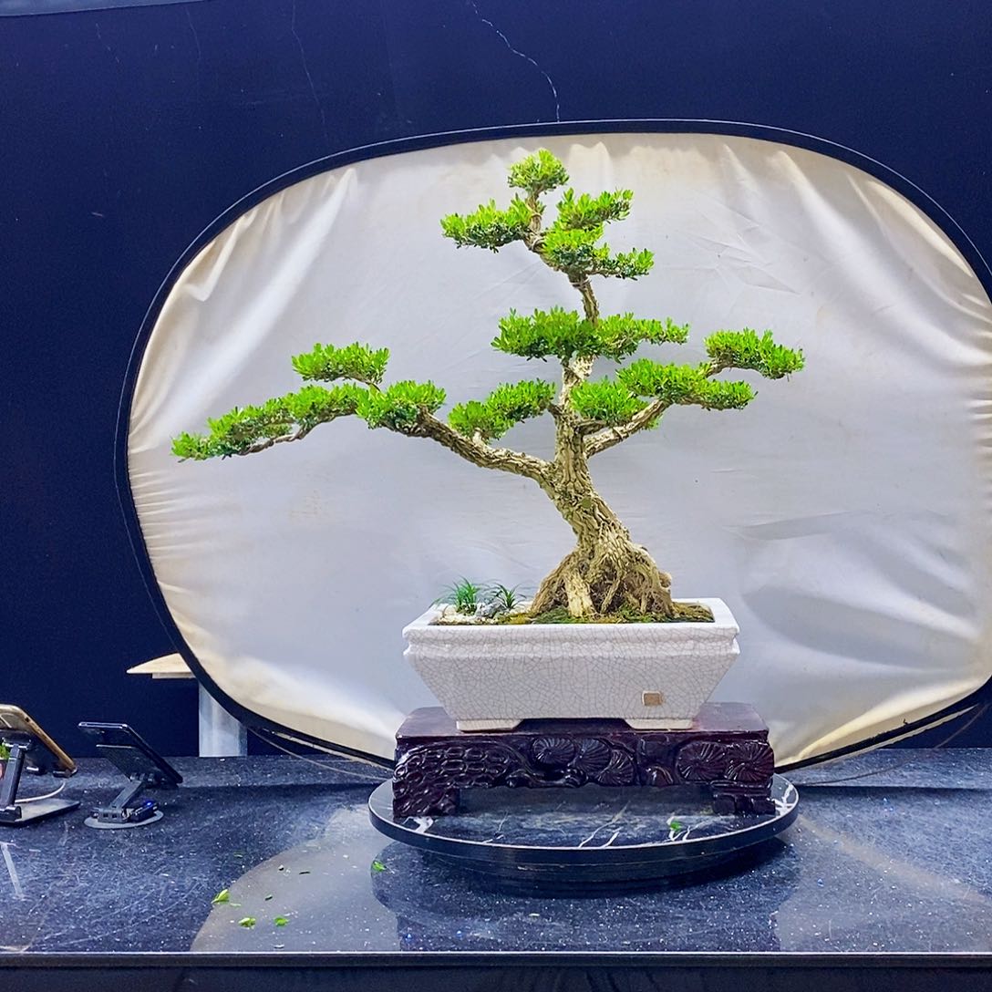 无花朵黄杨盆景造型