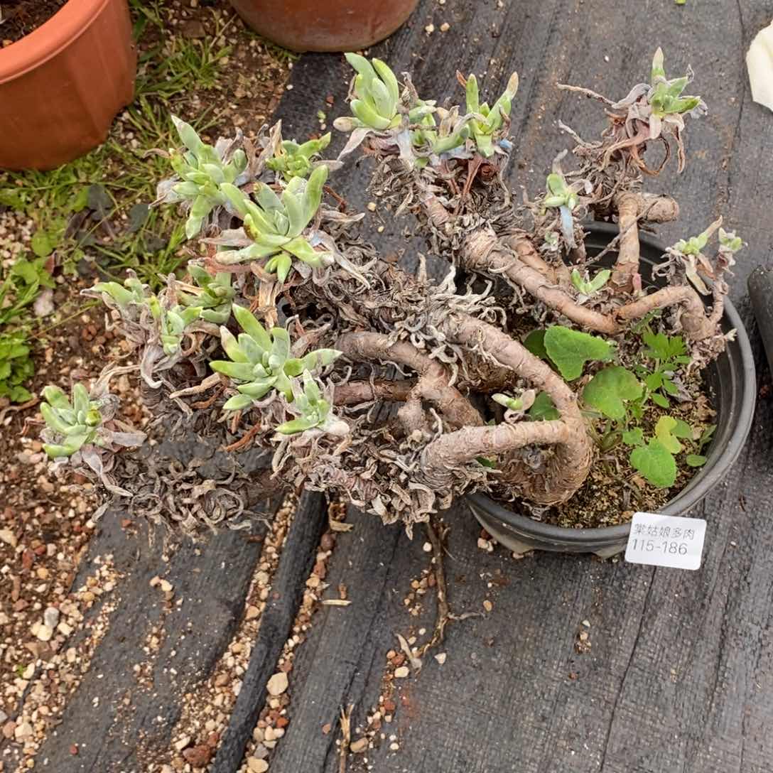 186号法姆瑕疵瑕疵