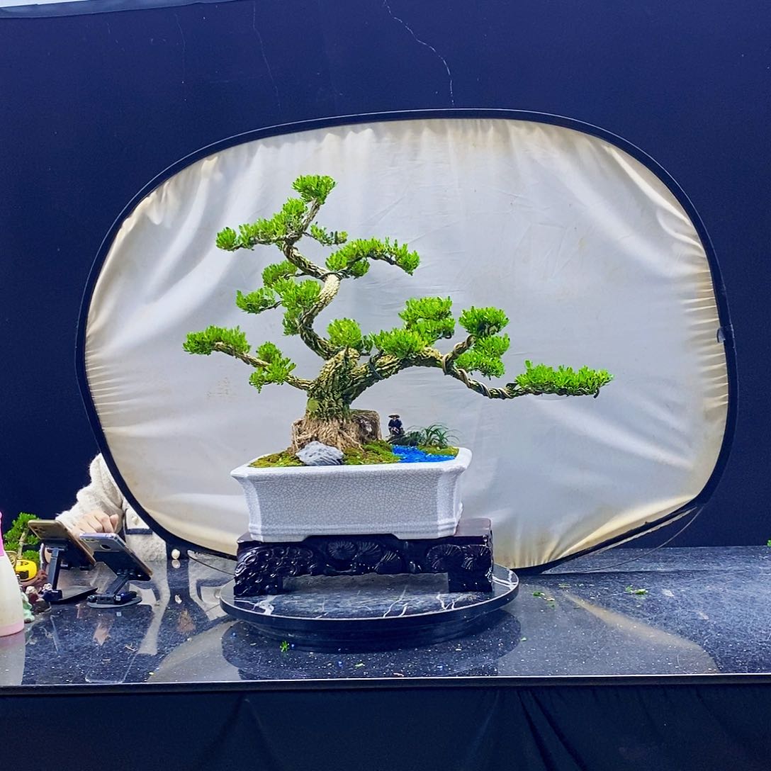 无花朵黄杨盆景造型