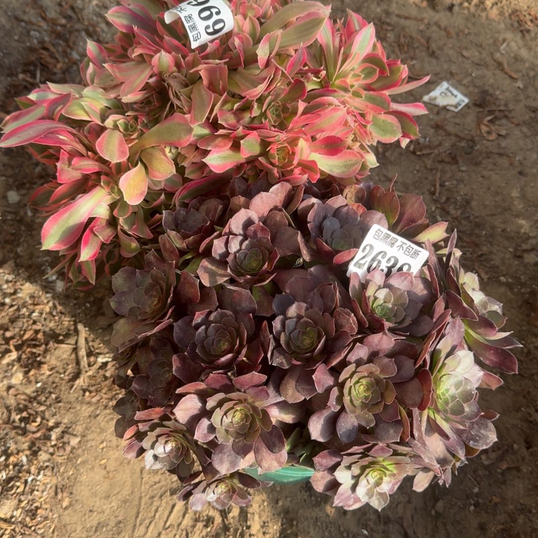 法师两颗2638 18-44