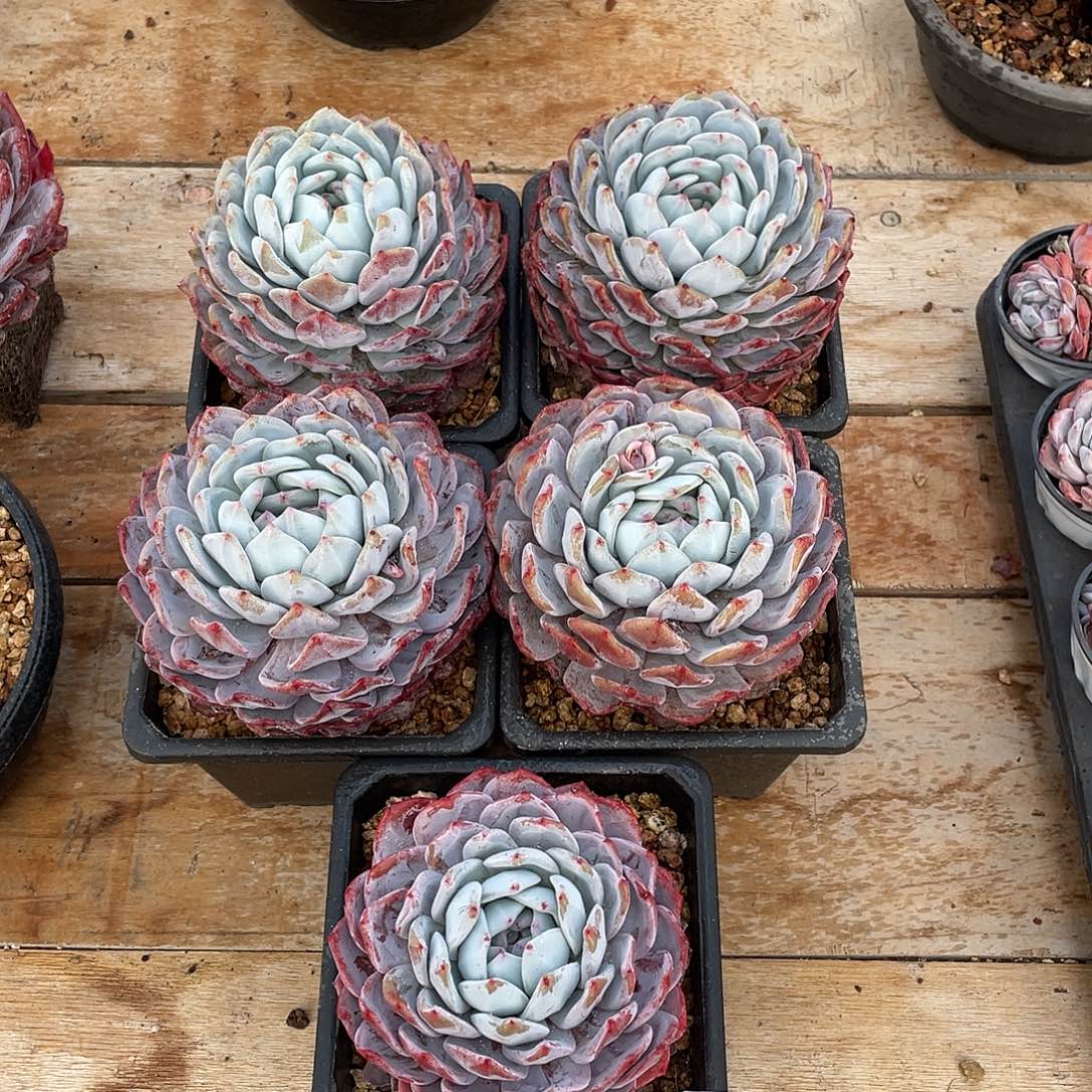 019多肉植物多肉植物