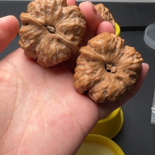 桃核吊坠帝***哥文玩核桃文玩核桃