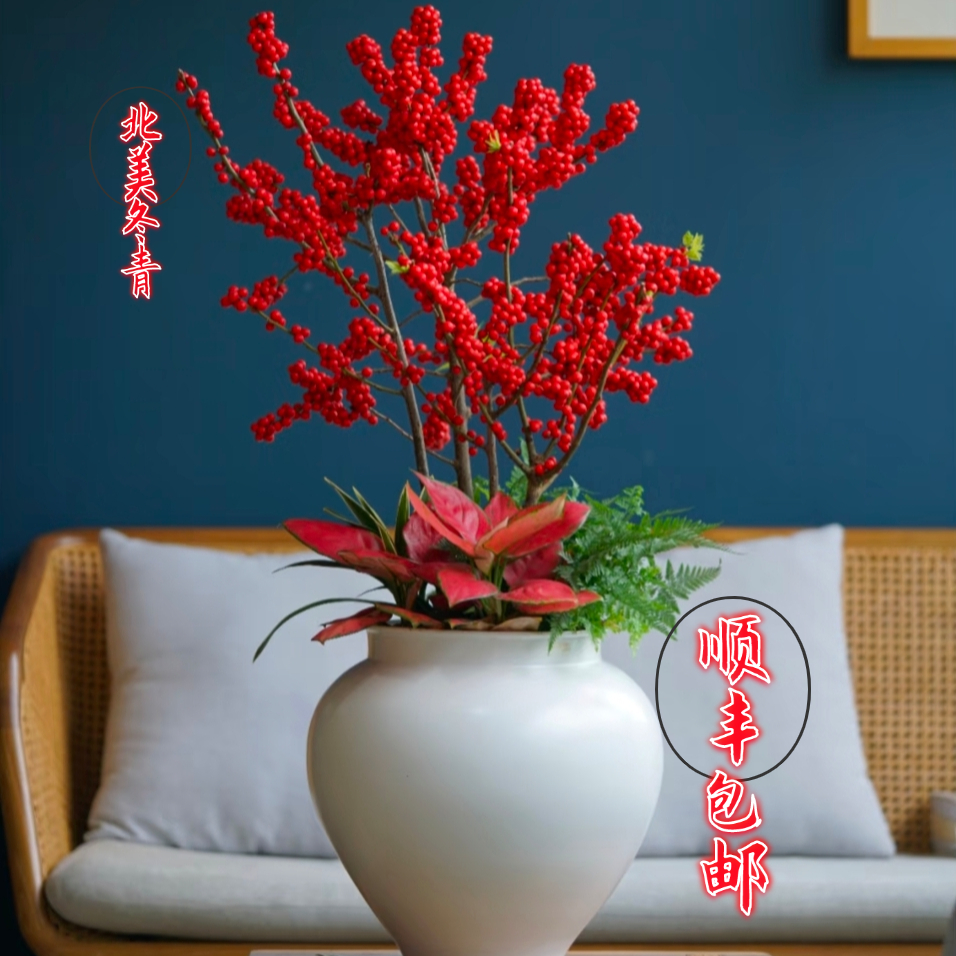 精品老桩北美冬青年宵花室内室外阳台庭院种植花卉绿植植物