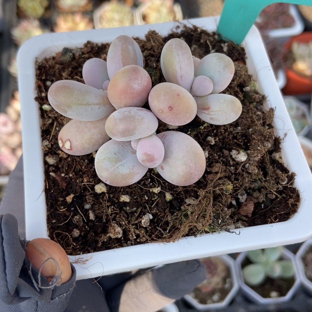 506彩虹奶多肉植物