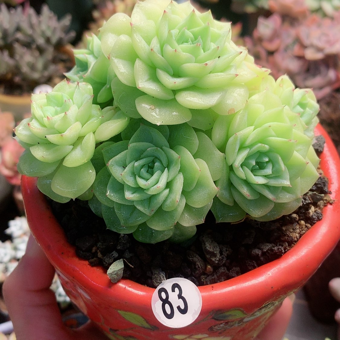 【闪购商品】凉生带盆