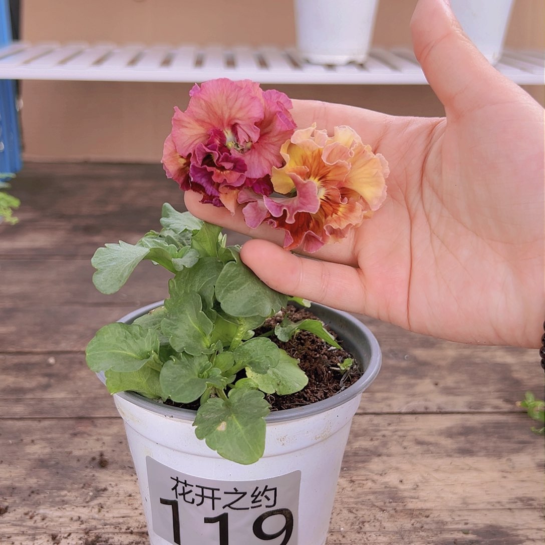 【闪购商品】完全开放119号